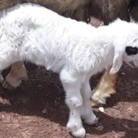 فروش ‌بره