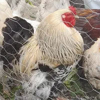 تخم برهما دونه ۸۰
