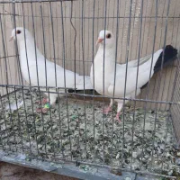 ماده دمسیاه