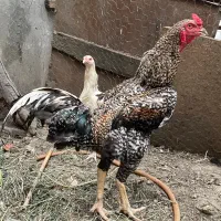 خروس لاری کوکو در کردکوی