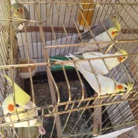 عروس هلندی