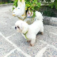 شیتزو فلت نر چهارساله