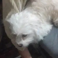سگ گمشده
