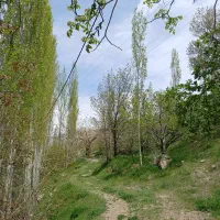 زمین دهبکری روستای بید جنگل