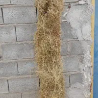 علف  شمش خوراک دام