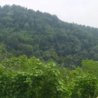لوبیا درختی..سس پیله