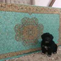 توله سگ ماده  نژاد مالتیپو