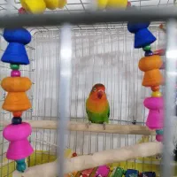 طوطی برزیلی جفت