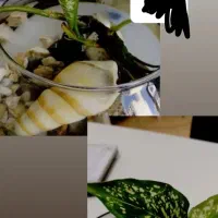 گل گیاه آپارتمانی تخصص ماست
