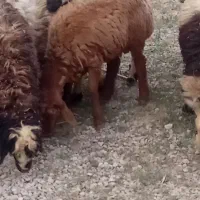 بره نر