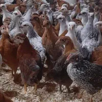 جوجه مرغ