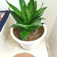 گل های آپارتمانی زیبا