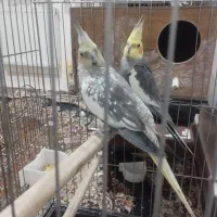 جفت عروس هلندی مولد