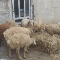 8 راس بره نر  مغانی اصل