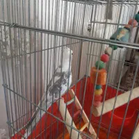 عروس نر ابلق