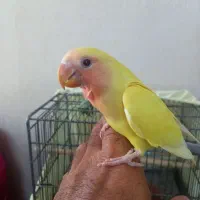 طوطی کوتوله برزیلی