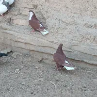 ریش سرخ دم سفید