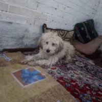 سگ نر ی ساله