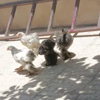 جوجه برهما