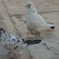 کبوتر گم شده
