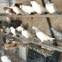 کبوترفرشی