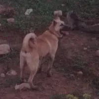 سگ کنگال نژاد دار اصیل