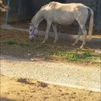 مادیون نیله با کره ماده سه ماهه