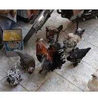 مرغ و خروس سلطان و برهما تزعینی
