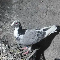 کفتر