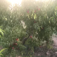 فروش باغچه در کمربندی جنوبی اشکانیه