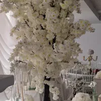 درختچه شکوفه تنه اصلی دو طرف شکوفه