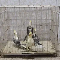 فروش عروس هلندی