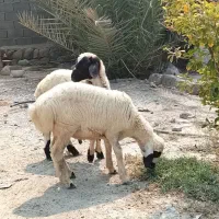 دوتا بره نر