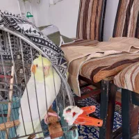 عروس هلندی