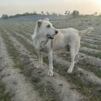 فروش سگ ماده