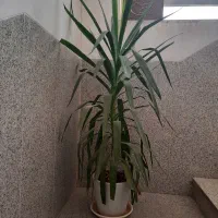 گل زیبا|گل و گیاه طبیعی|یزد, |دیوار