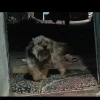سگ دو نژاد