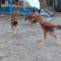 مرغ و خروس لاری اصل