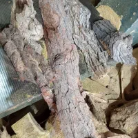 پوست درخت مناسب تزئینات دیوار وغیره