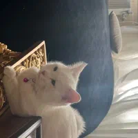 گربه