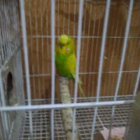مرغ عشق پروانه ای. انگلیسی. رینبو