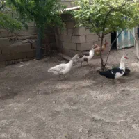 ۲عددغاز محلی
