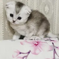 اسکاتیش چینچیلا سیلور
