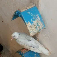 کبوتر