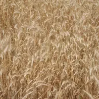 جو ابی