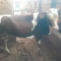 گوساله سمینتال ۸ماهه