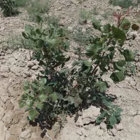 باغ زمین پسته