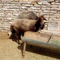 میش‌داشتی