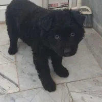 ژرمن نر بلک