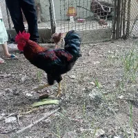 خروس سیاه